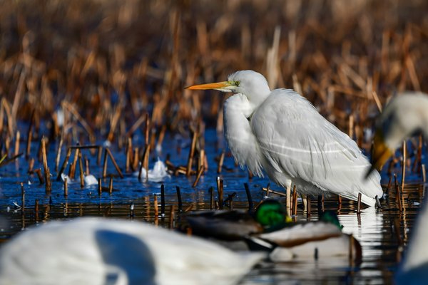 Quelle croisière propose des excursions d'observation des oiseaux rares dans les marais en Floride?